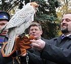 «Черные  лесорубы» получат по рукам