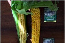 Новый сорт кукурузы, выращенный в Республике Бурятия. Источник: Южнокорейский университет «Хандонг»