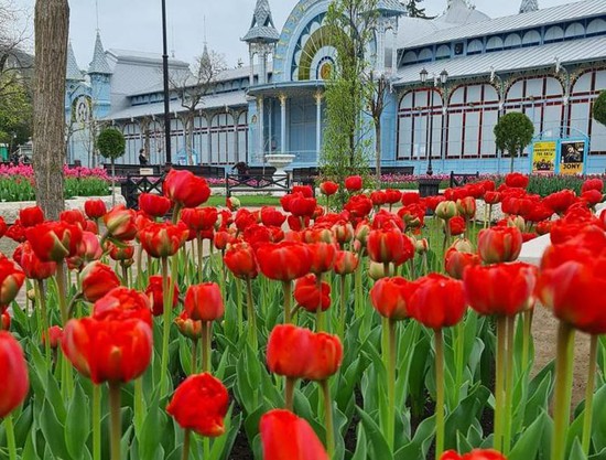 Скоро расцветут тюльпаны. Фото администрации г. Пятигорска