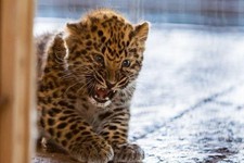 Два детеныша родились у дальневосточных леопардов в парке Победы Ставрополя