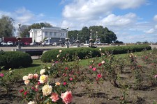 Больше всего роз ввезли на Ставрополье