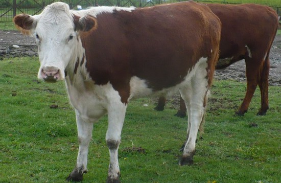 Корова – сельскохозяйственное животное